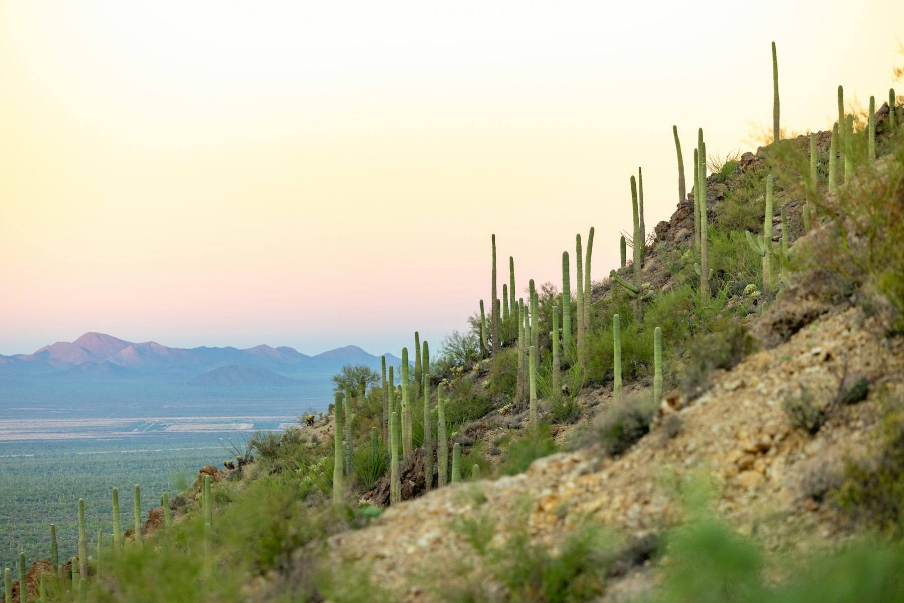 Saguaros on a desert hillside at sunset