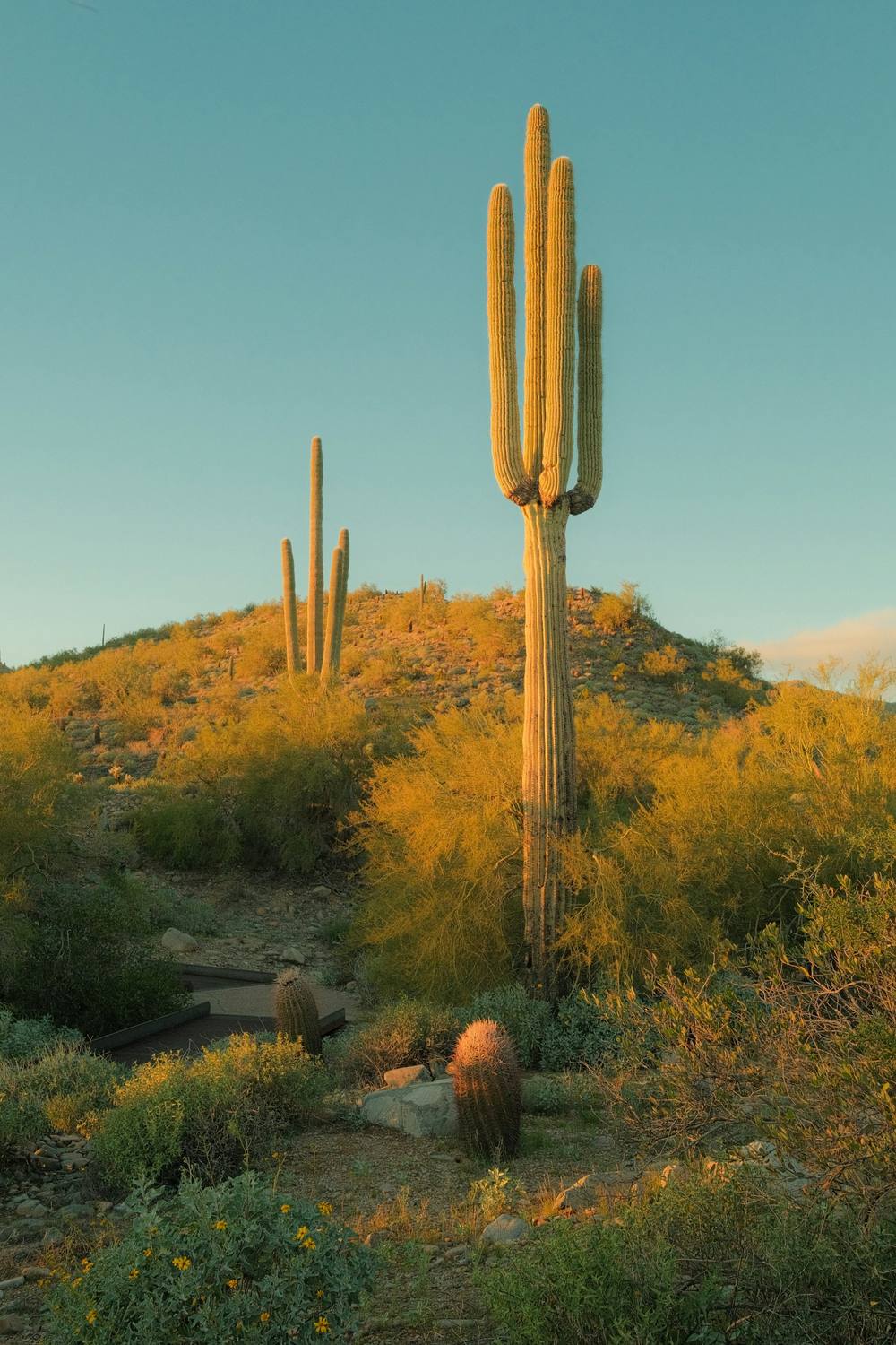 Saguaro on a desert hill in golden light