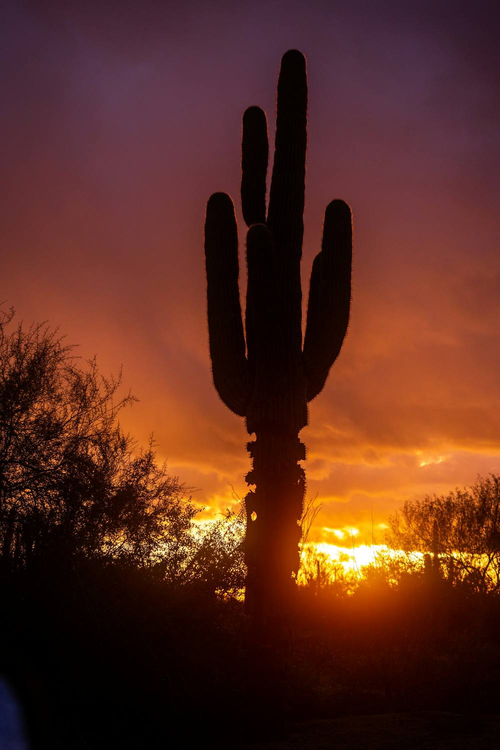 Saguaro silhouette against an Arizona sunset